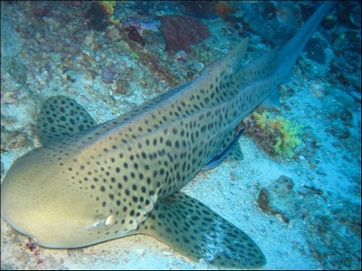 Croisière de 5 jours et 5 nuits pour les îles Similan, Koh Bon, Koh Tachai, Koh Surin, Richelieu Rock et l’épave du Boon Sung en Thaïlande Croisière de 5 jours et 5 nuits pour les îles Similan, Koh Bon, Koh Tachai, Koh Surin, Richelieu Rock et l’épave du Boon Sung en Thaïlande