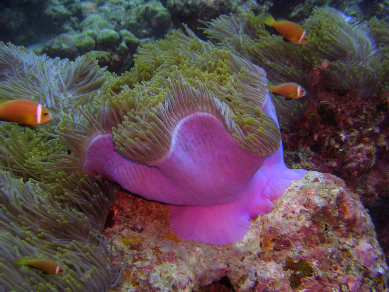 Anemones sea in koh khrok