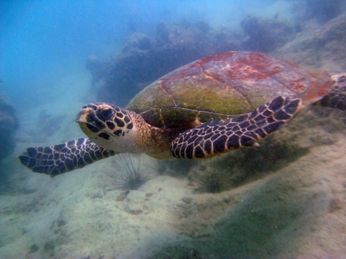 Koh Sak turtle