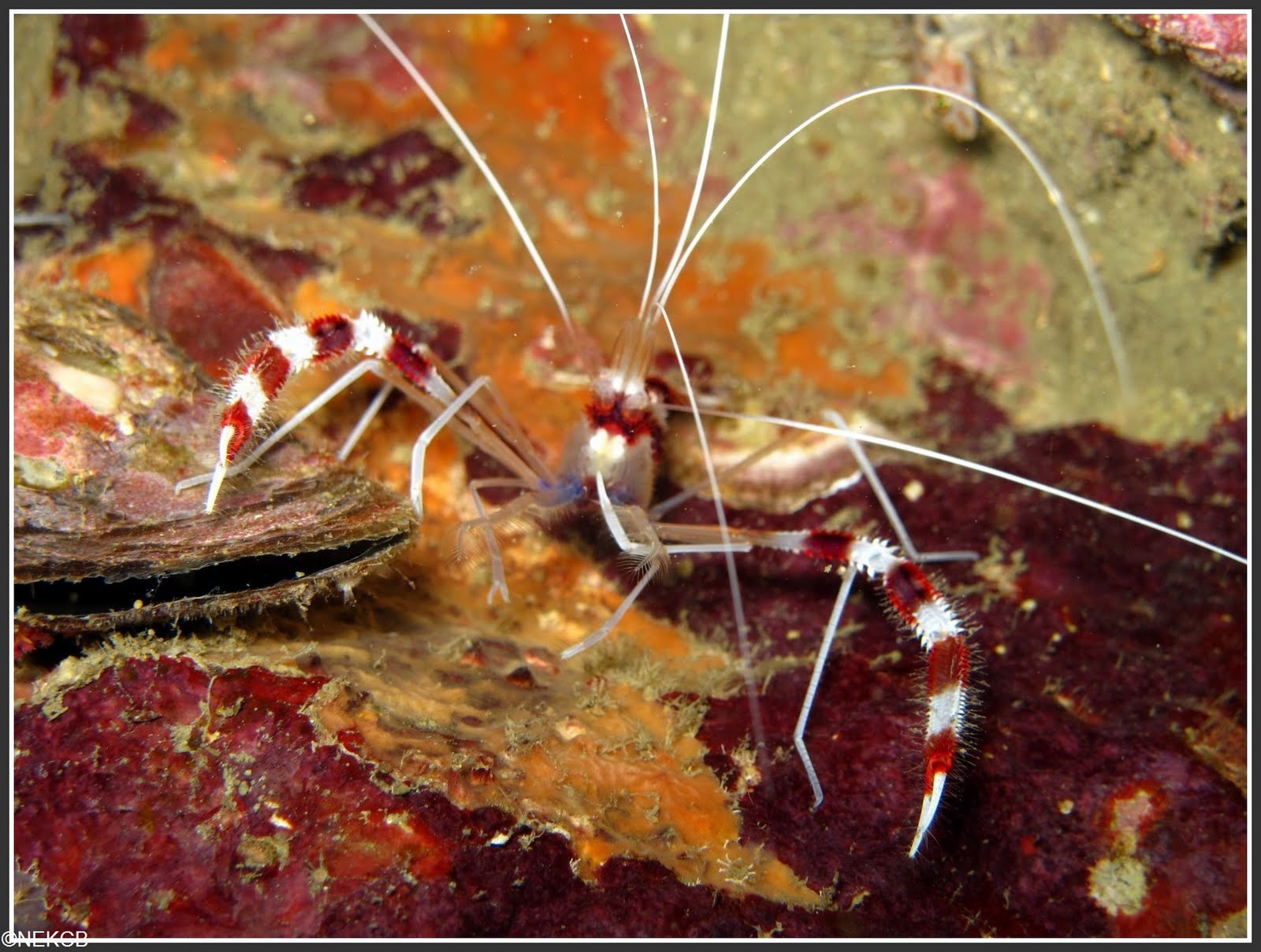 anemone reef shrimp