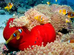 anemone reef nemo