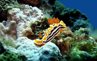 Racha noi nudibranche