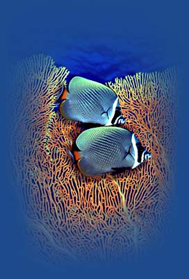 plongée à koh tao, samui, parc national marin de ang thong, sud-est de la thailande