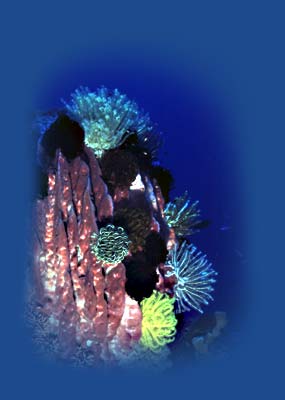 plongée à koh tao, samui,  parc national marin de ang thong, sud-est de la thailande