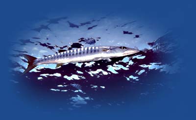 padi plongée sous-marine thailande koh samui koh tao plongée sous-marine