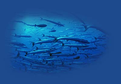 padi plongée sous-marine thailande koh samui koh tao plongée sous-marine