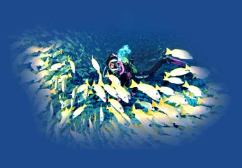 padi plongée sous-marine thailande koh samui koh tao plongée sous-marine