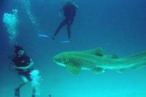 requin leopard a koh tao