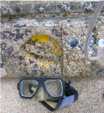 C47 Skytrain Aircraft Wreck, Koh Tao