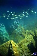 tottori maru deck fish