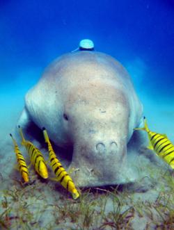 Plongee dugong
